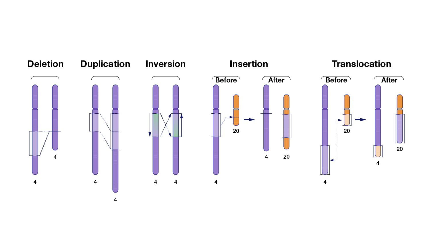 gene variation experiment